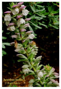 Acanthus mollis 