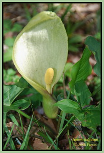 Arum italicum