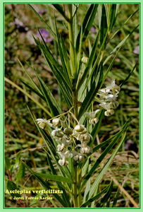 Asclepias verticillata