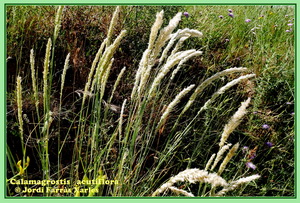 Calamagrostis x acutiflora