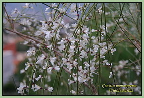 Genista monosperma