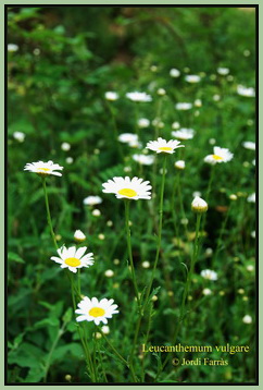  Leucanthemum vulgare