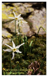 Narcissus obsoletus