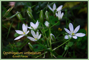 Ornithogalum umbellatum