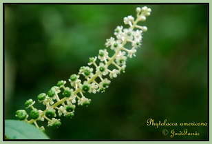 Phytolacca americana