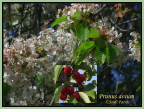 Prunus avium