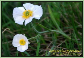 Ranunculus pyrenaeus