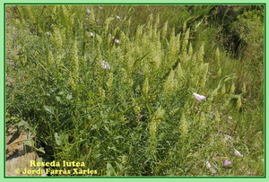 Reseda lutea