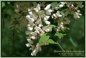 Robinia pseudacacia