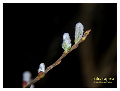 salix Crapeap 