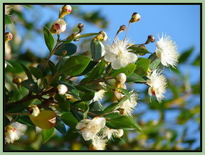 Myrtus communis