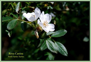 Rosa canina