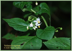 Solanum nigrum