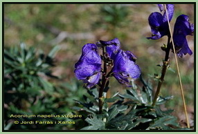 Aconitum napellus