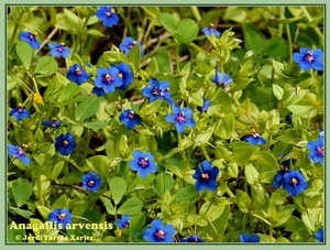 Anagallis arvensis