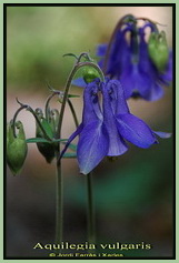 Aquilegia vulgaris