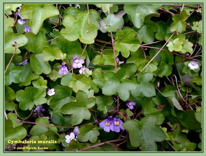 Cymbalaria muralis