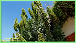 Echium virescens