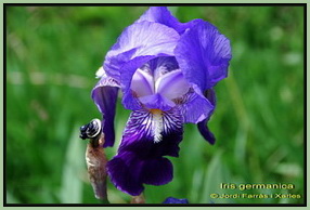 Iris germanica