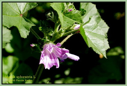 Malva silvestris