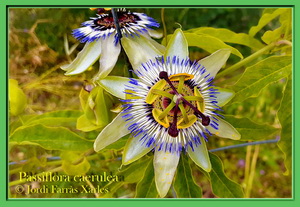 Passiflora caerulea