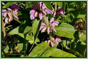 /Phlomis herba-venti