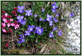 Viola odorata