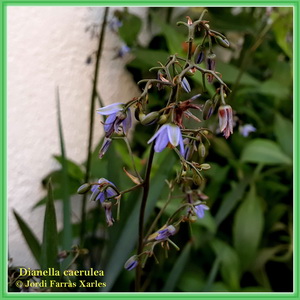 Dianella caerulea