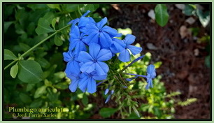 plumbago auriculata