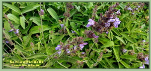 Salvia oficialis