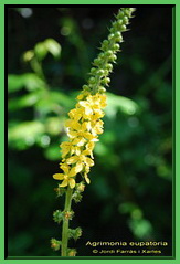 Agrimonia eupatoria 