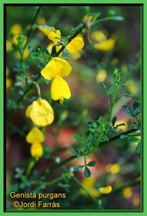 Genista purgans