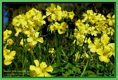 Oxalis pes-caprae