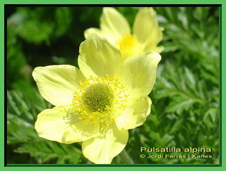 Pulsatilla alpina