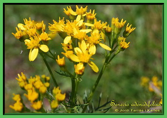 Senecio adonidifolius