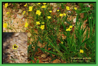 Tuberaria guttata