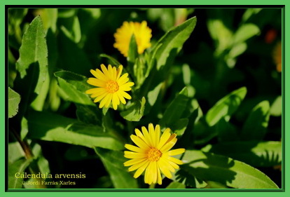 Calendula arvensis