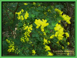 coronilla valentina