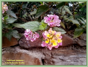 lantana camara