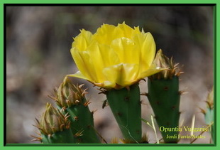 Opuntia vulgaris