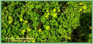 Oxalis corniculata