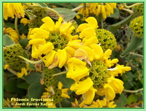 Phlomis fructicosa