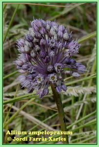 Allium ampeloprasum