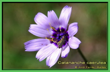 Catananche caerulea