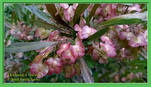 Dodonaea viscosa