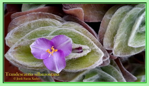 tradescantia sillamontana