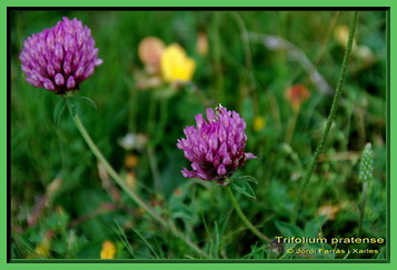 Trifolium pratense