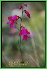 gladiolus illyricus