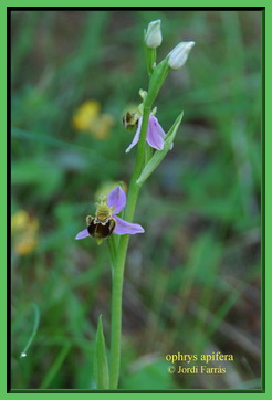 ophrys apifera