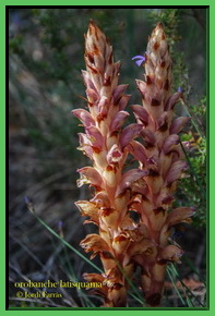 orobanche latisquama